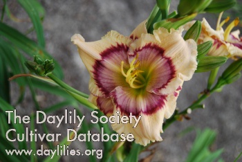 Daylily Butterfly Whimsy